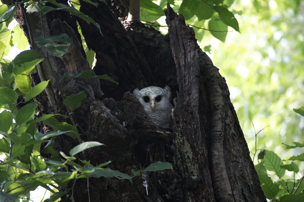 Wildlife sighting in Corbett
